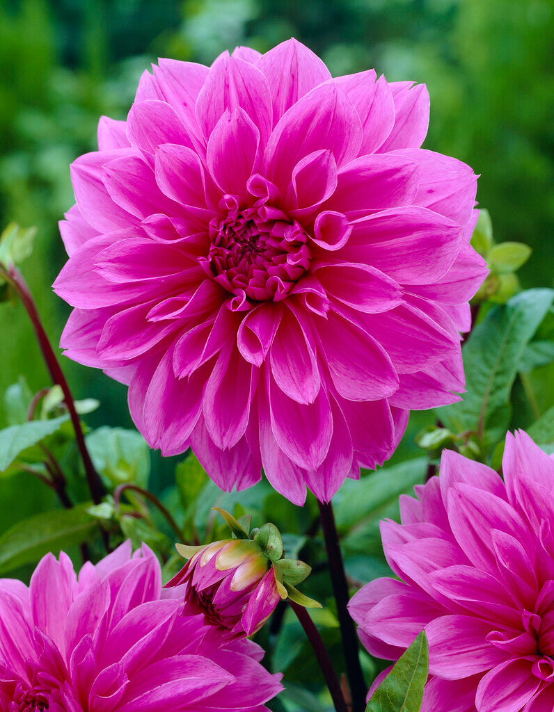 Dahlia Dekorativ Lilac Time 1-pack